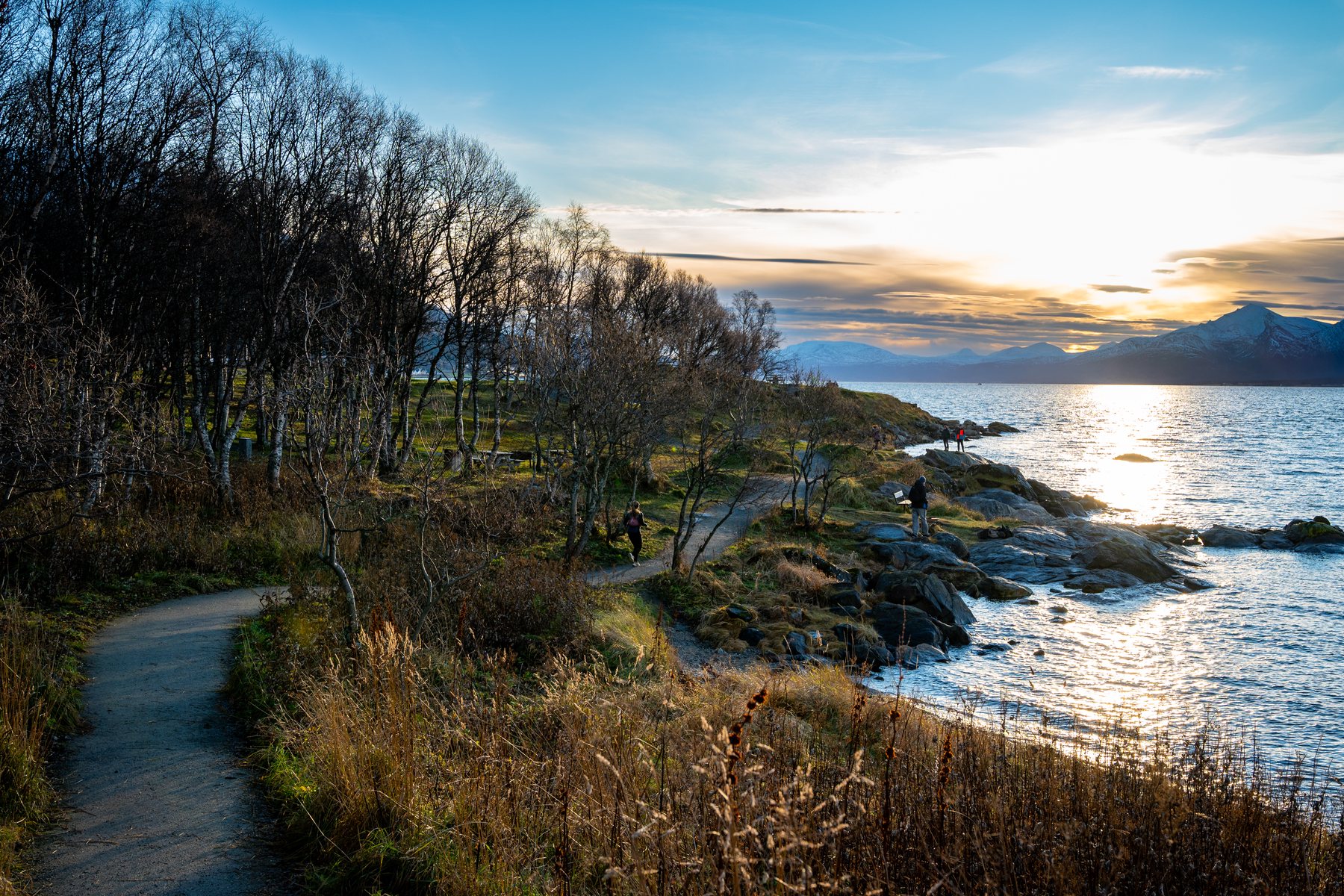 A winding coastal path passes through bare birch trees and rocky shoreline with dramatic mountains rising across the fjord. Late-afternoon sunlight reflects from the water, bringing warmth to the rugged landscape of Northern Norway.