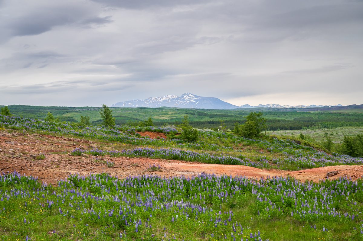 A carpet of wild purple lupines lines a rugged red dirt trail, leading the eye across a vast green expanse toward a striking snow-covered mountain range.
