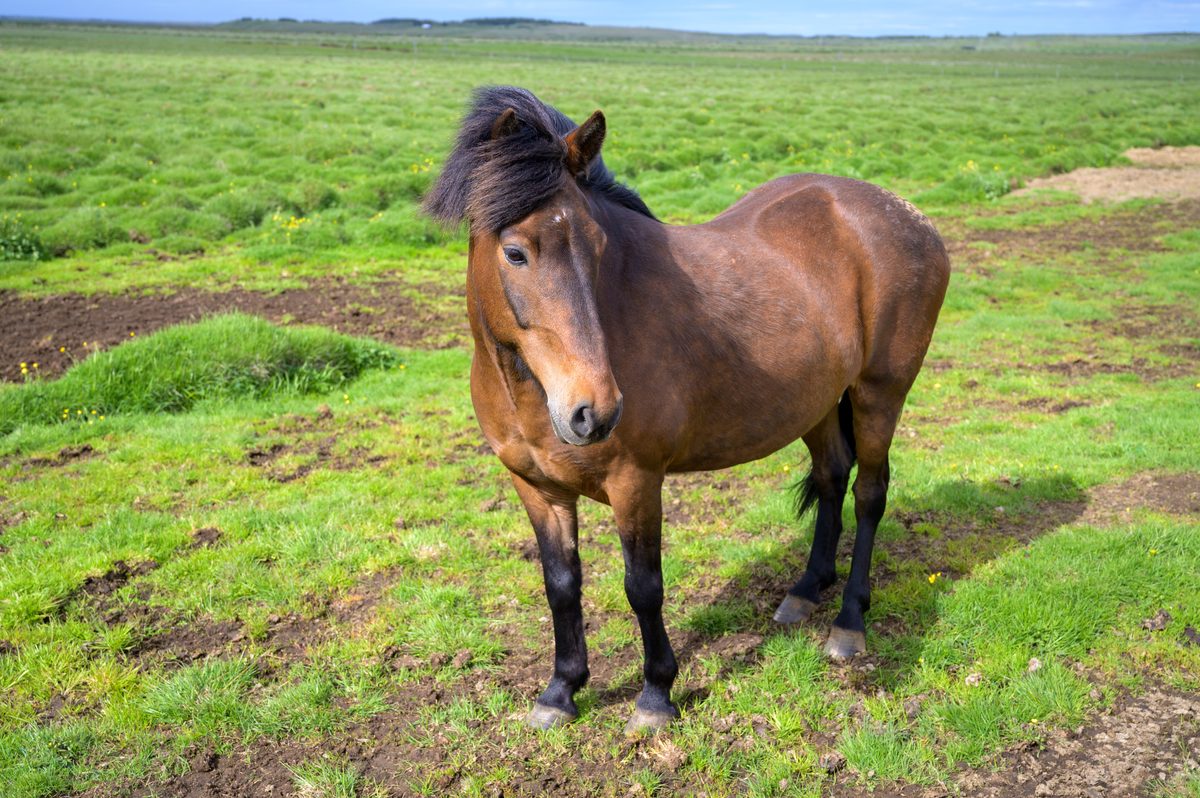 A sturdy brown Icelandic horse pauses in a lush green pasture, its thick mane tousled by the cool coastal wind.