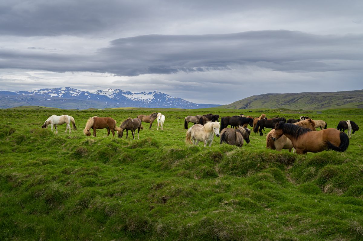 Icelandic horses of many colors graze together in deep green grass while snow-streaked peaks sit beneath dramatic layered clouds.