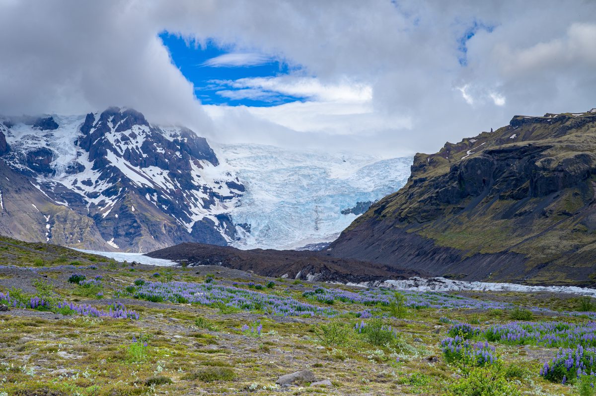A glacier glows beneath dramatic clouds beyond a broad field scattered with purple lupines.