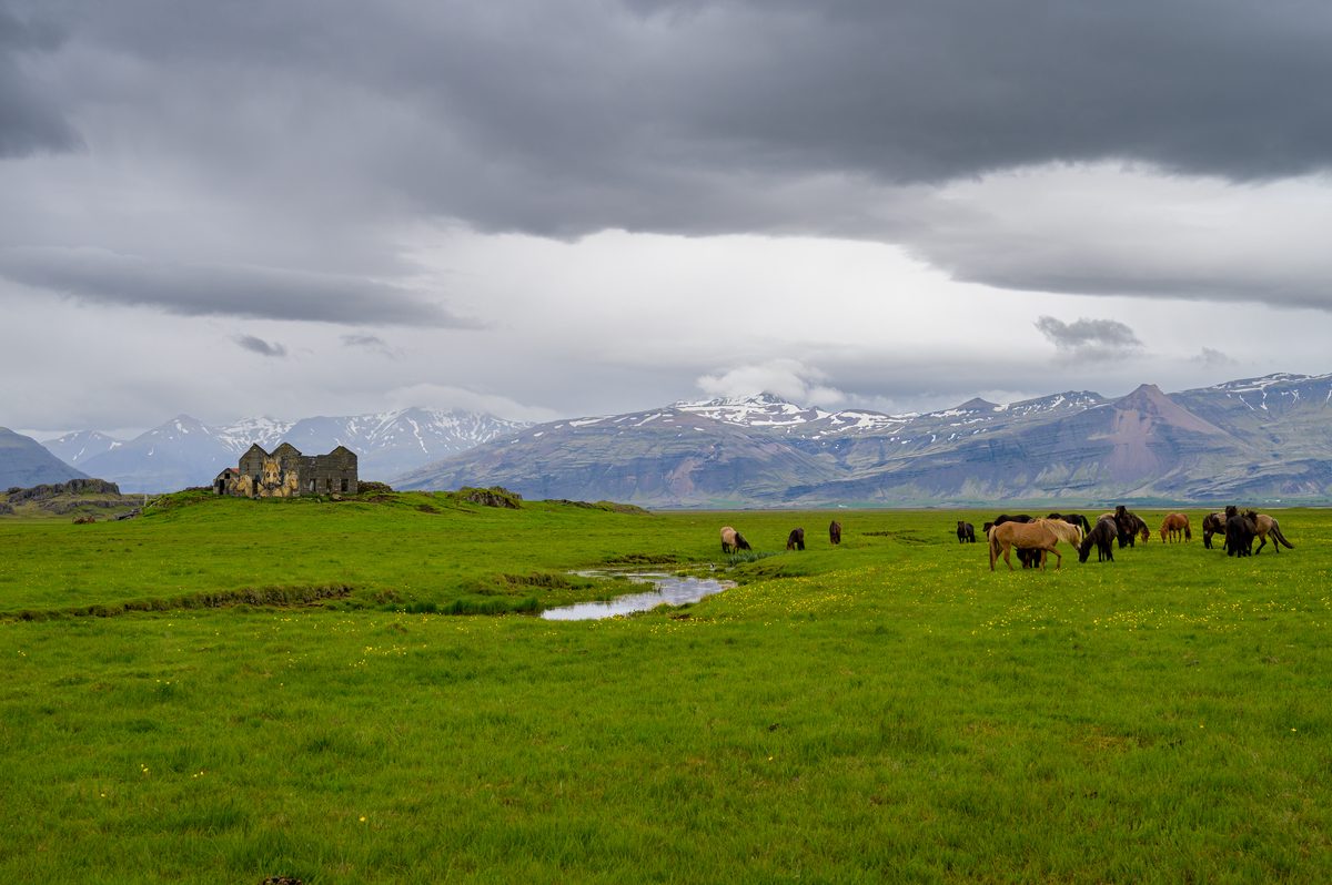 A herd of Icelandic horses grazes in a bright green pasture as dark clouds gather over snow-covered mountains.