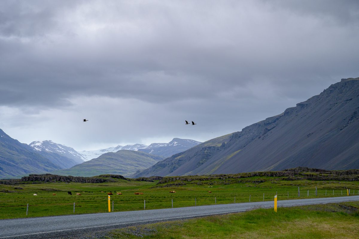 The Ring Road curves through open grassland toward a valley of dark peaks, snowfields, and low cloud.
