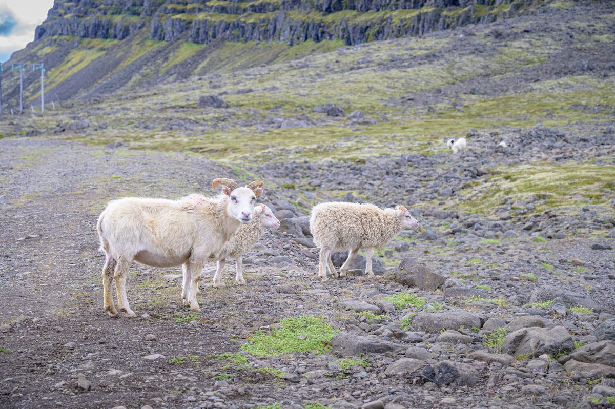 A ewe and lambs pause on a rough volcanic track beneath the terraced slopes of the Eastfjords.