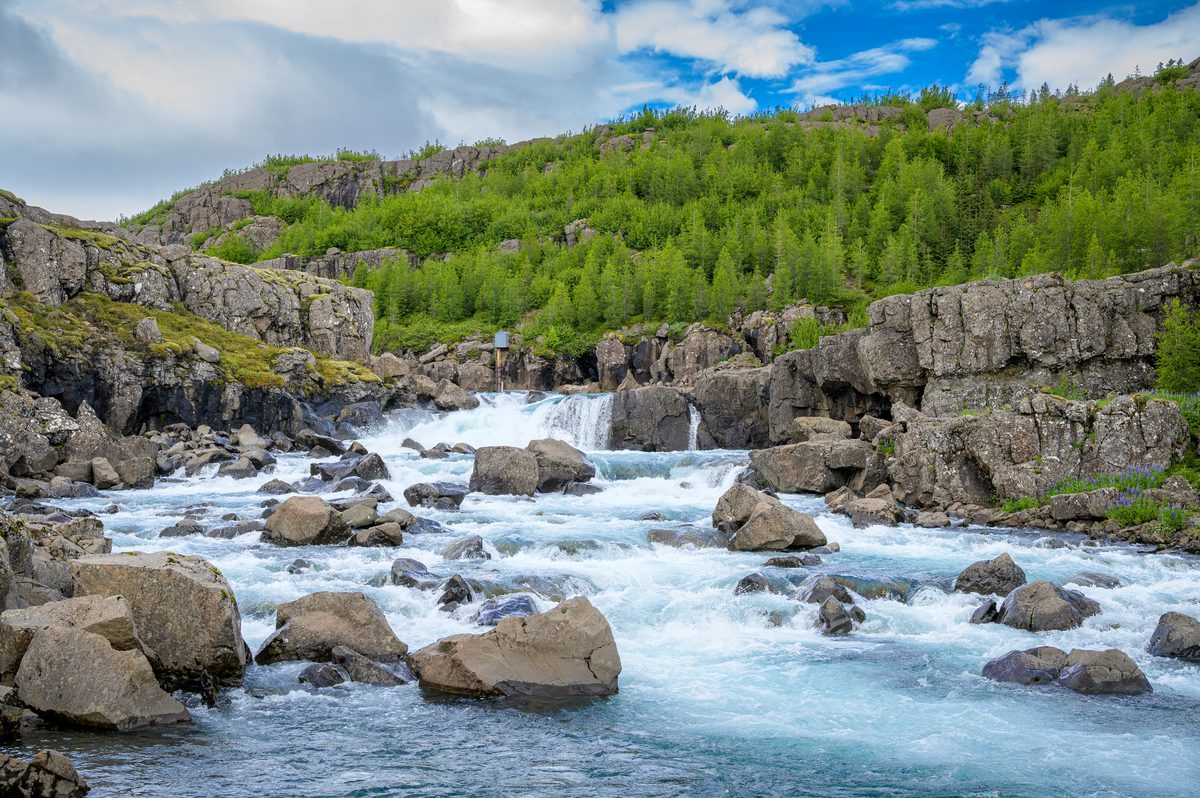 White water tumbles around great boulders through a rocky channel lined with fresh green birch.