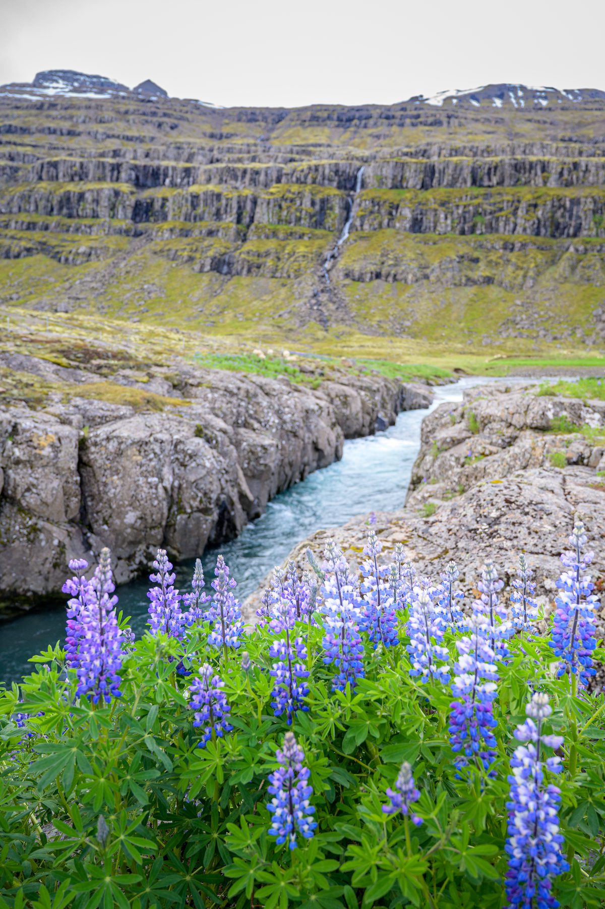 Tall lupines frame a narrow turquoise channel below the repeating basalt terraces of Fossárdalur.