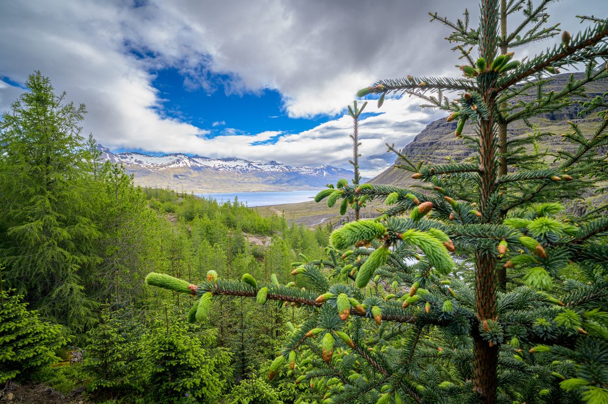 Fresh spruce tips fill the foreground while forest, river, and distant mountains lead toward the fjord.