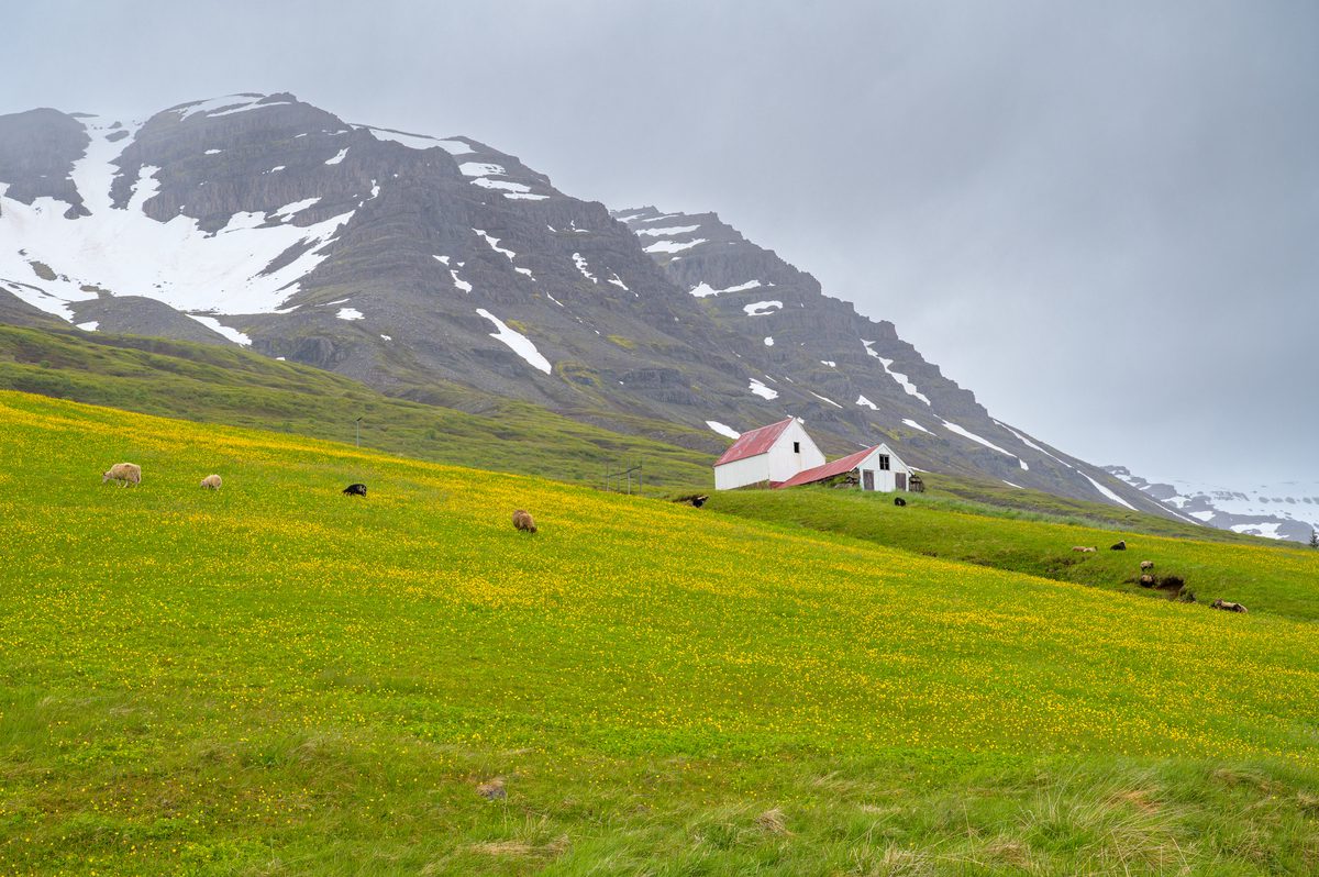 A white farm building and grazing sheep sit in a meadow dense with yellow buttercups below a dark mountain wall.