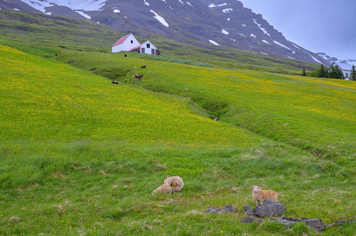 Two lambs pause among stones and buttercups while sheep graze around a remote white farm beneath the mountain.