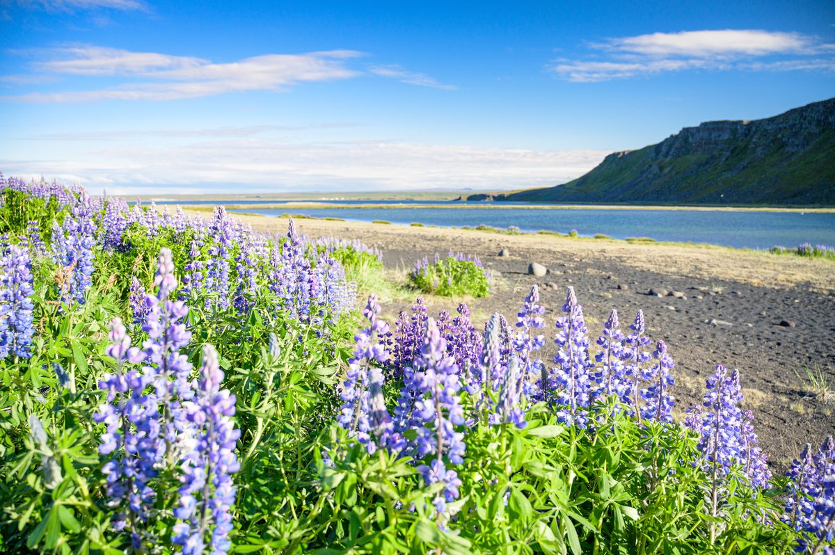 Purple lupines bloom along a stony shoreline with calm blue water and a dark ridge beyond.