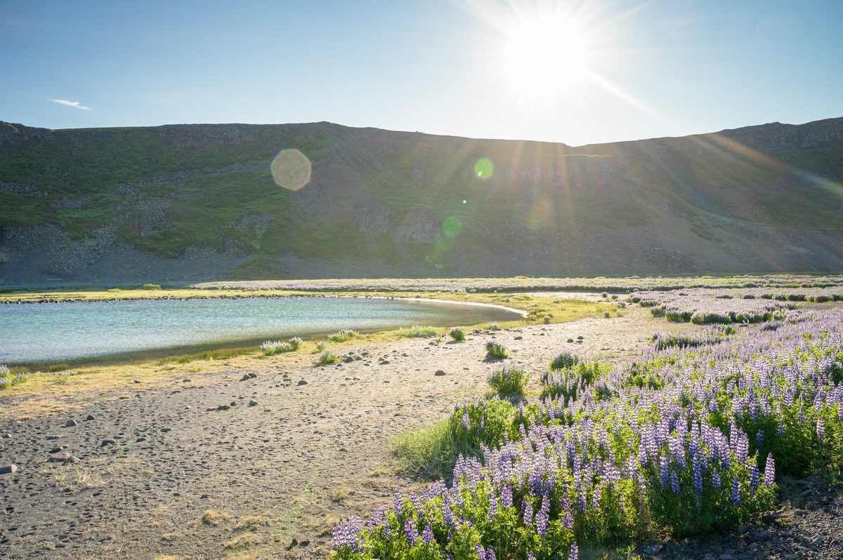 Evening sun washes a curved sandy shore and still water in warm light, with purple lupines in the foreground.