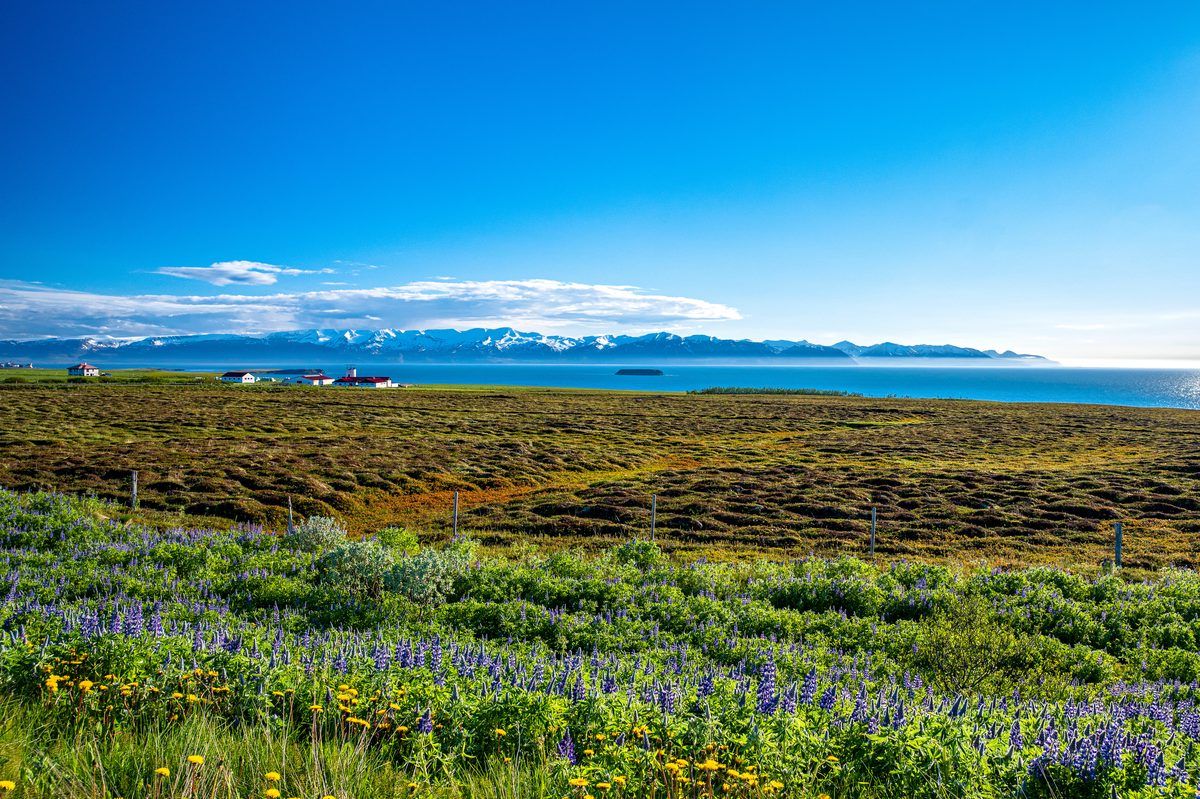 Purple lupines spread across coastal pasture with a blue bay and long white snowfields on the far horizon.