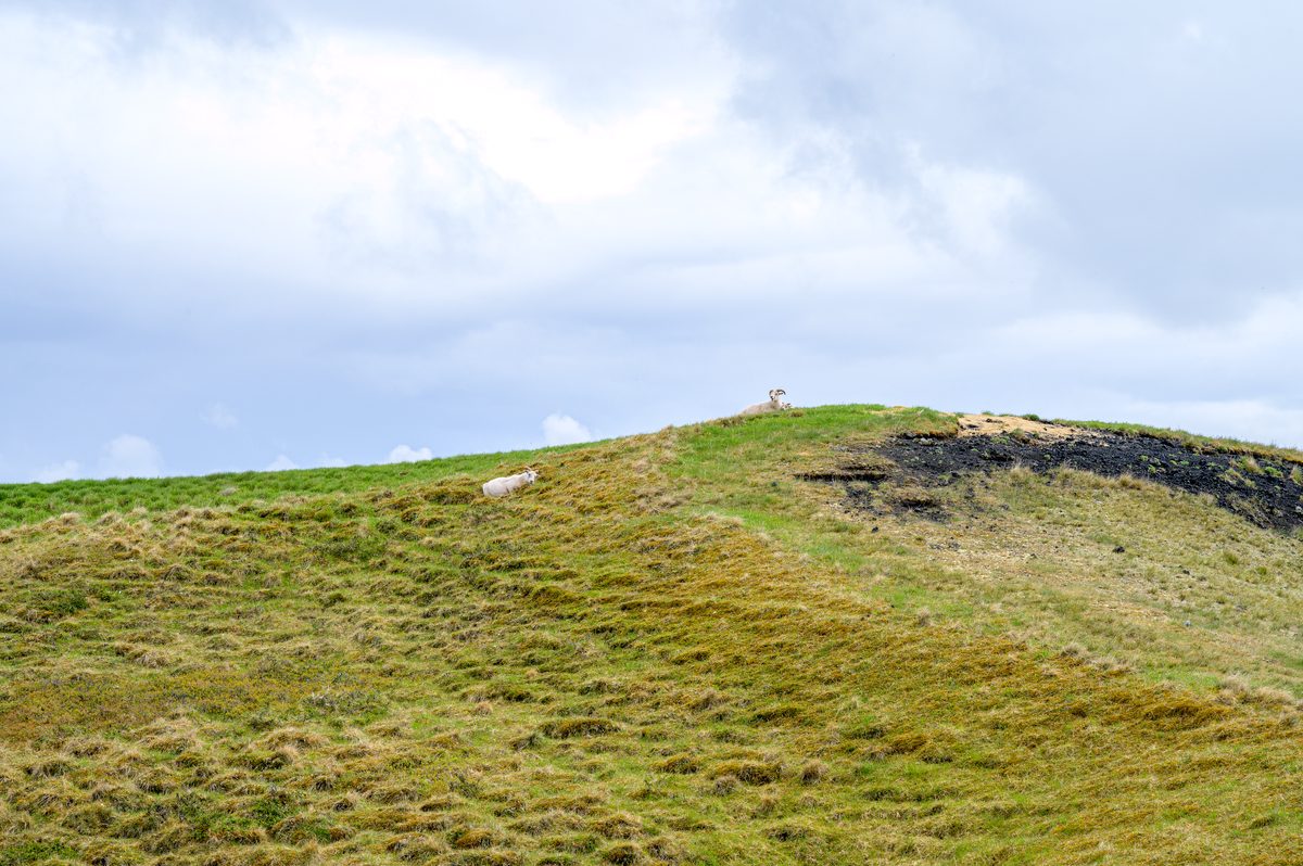 Two sheep stand on the grassy crest of a low Mývatn pseudocrater above a dark band of exposed volcanic soil.