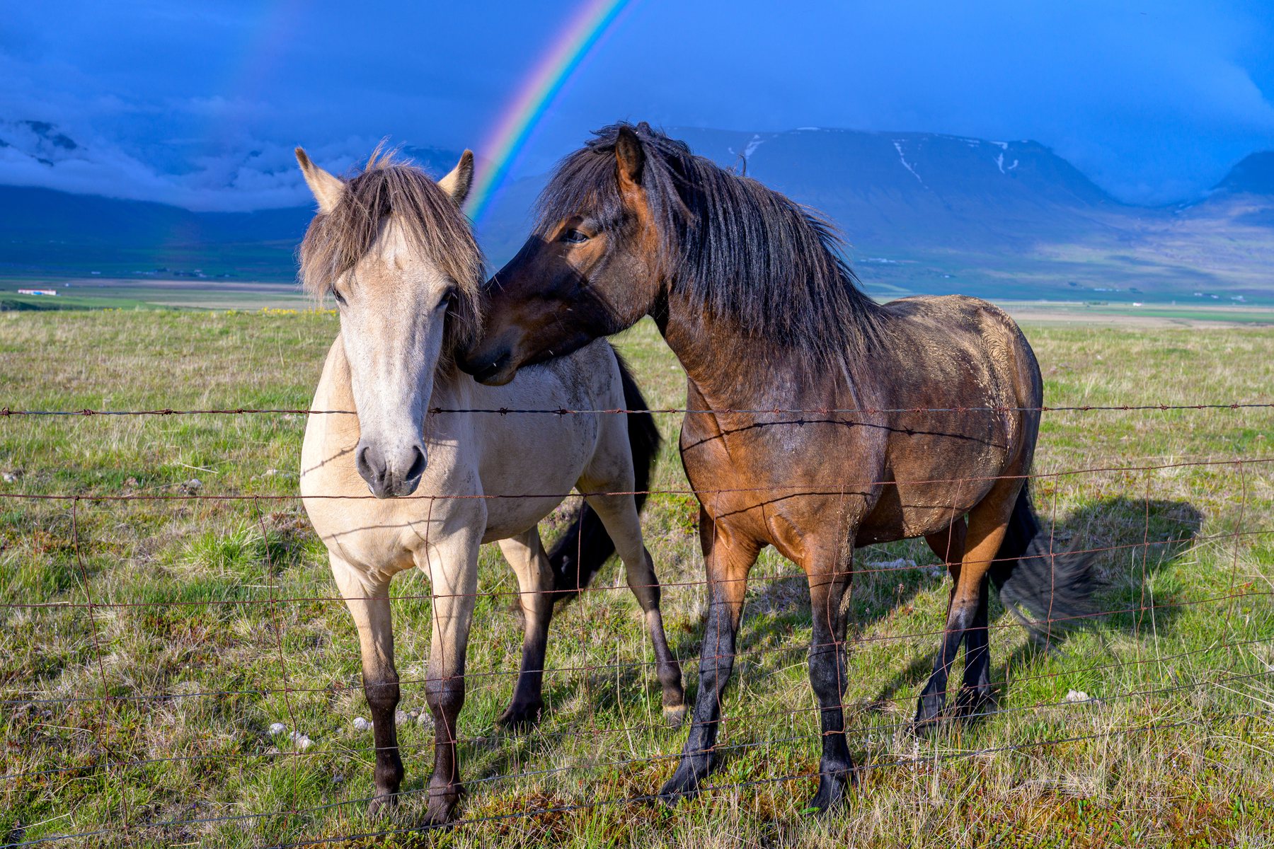 A pale horse and a dark-maned brown horse stand close together in pasture as a bright rainbow descends behind them.