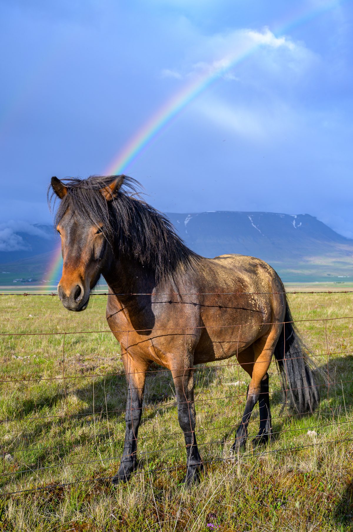 A brown Icelandic horse stands alone beneath a vivid rainbow against rain-darkened mountains.