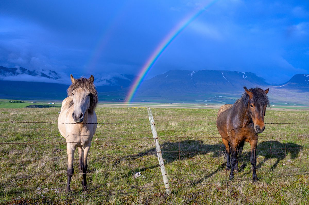 Two Icelandic horses face the camera in an open field while a strong rainbow arcs into the blue-gray mountain backdrop.
