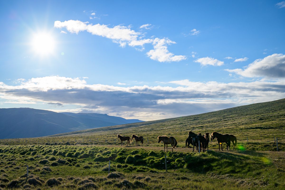 A small group of horses grazes in silhouette on green pasture beneath the high bright sun and soft summer clouds.