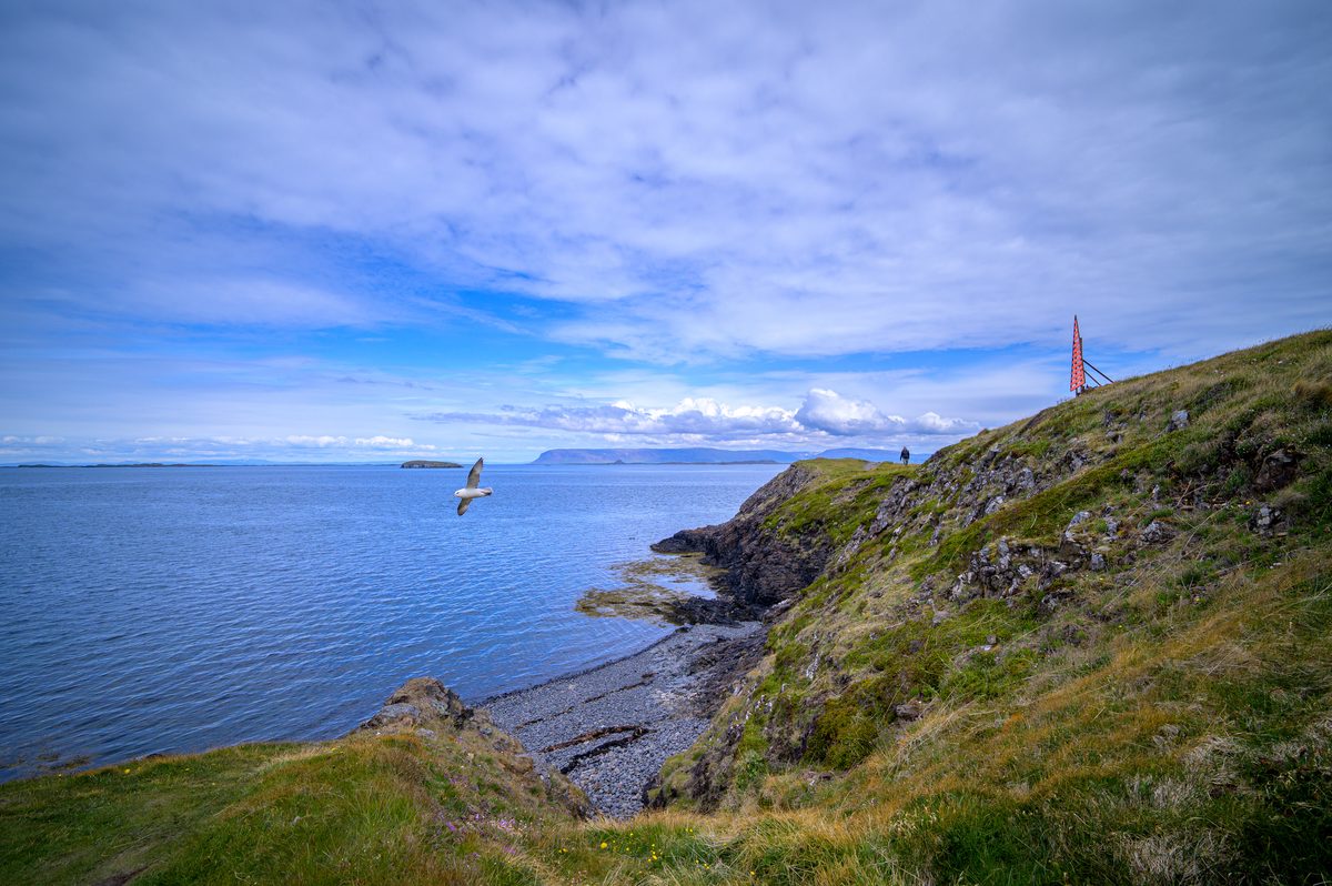A gull glides above a small rocky cove beside Súgandisey, where grassy cliffs slope toward deep blue water.