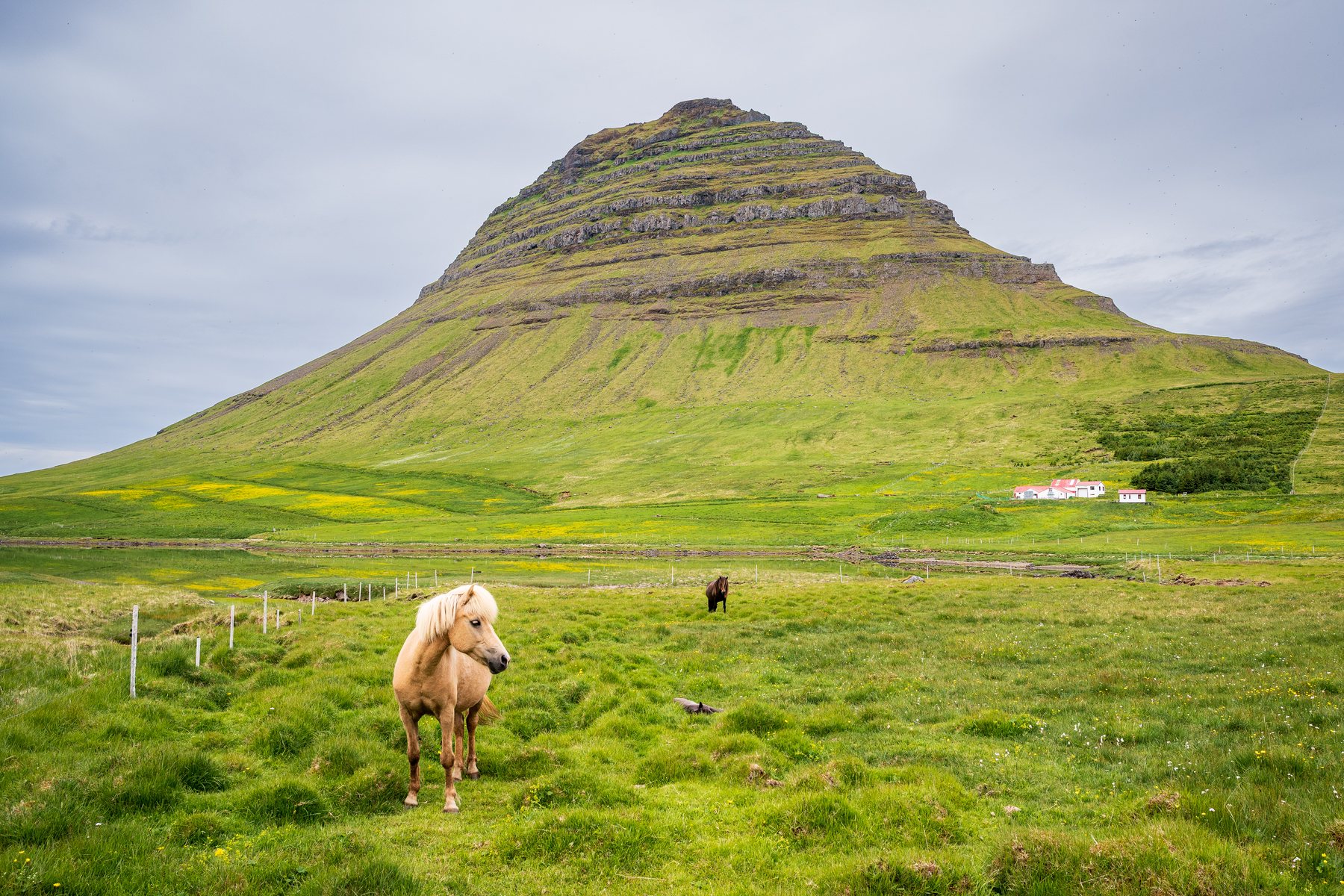 A pale golden horse stands in the foreground and a dark horse grazes farther back beneath the sharply layered slopes of Kirkjufell.