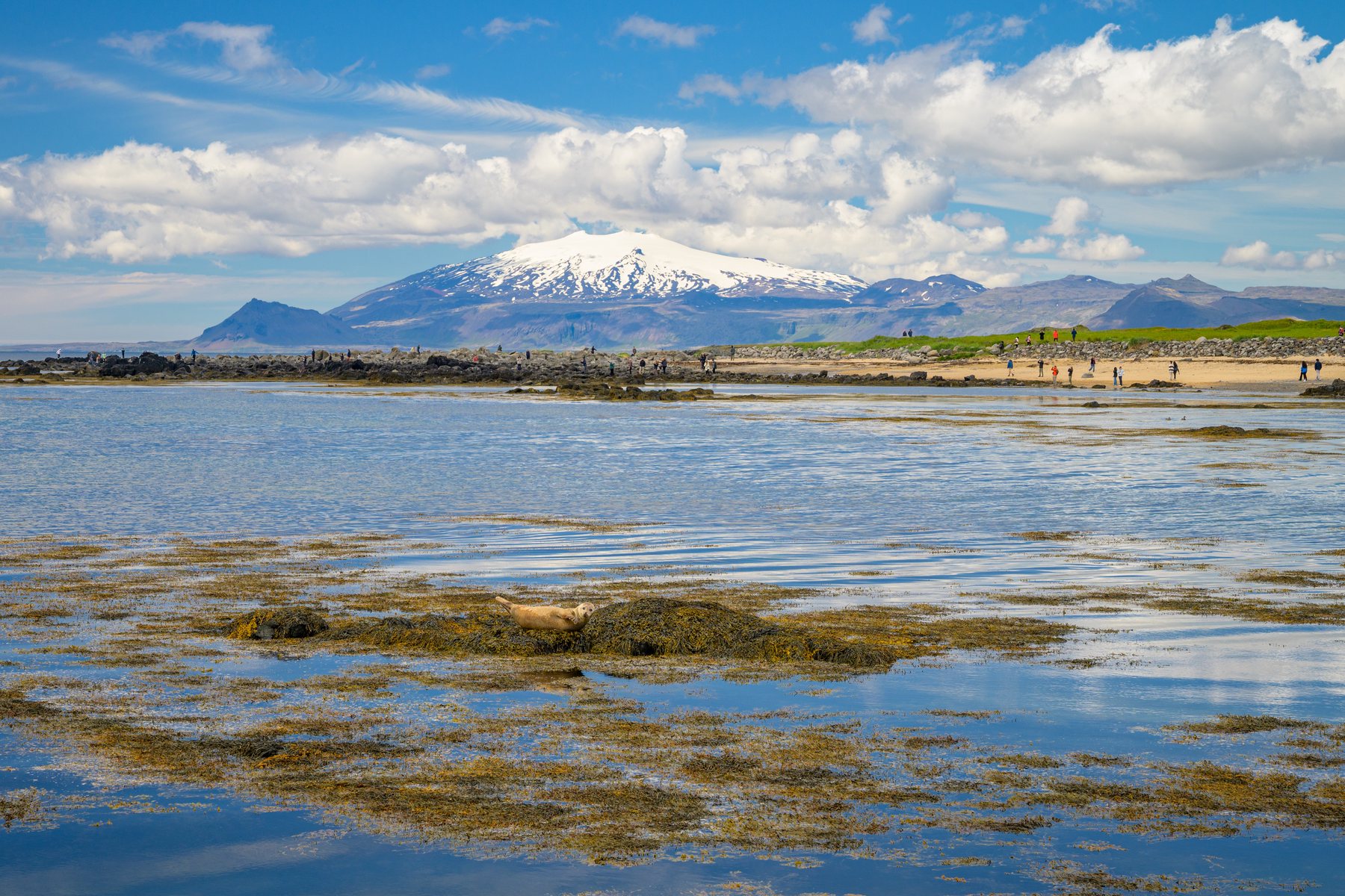 Snow-covered mountains rise beyond a calm bay, with bands of seaweed in the foreground and a sandy beach curving along the far shore.