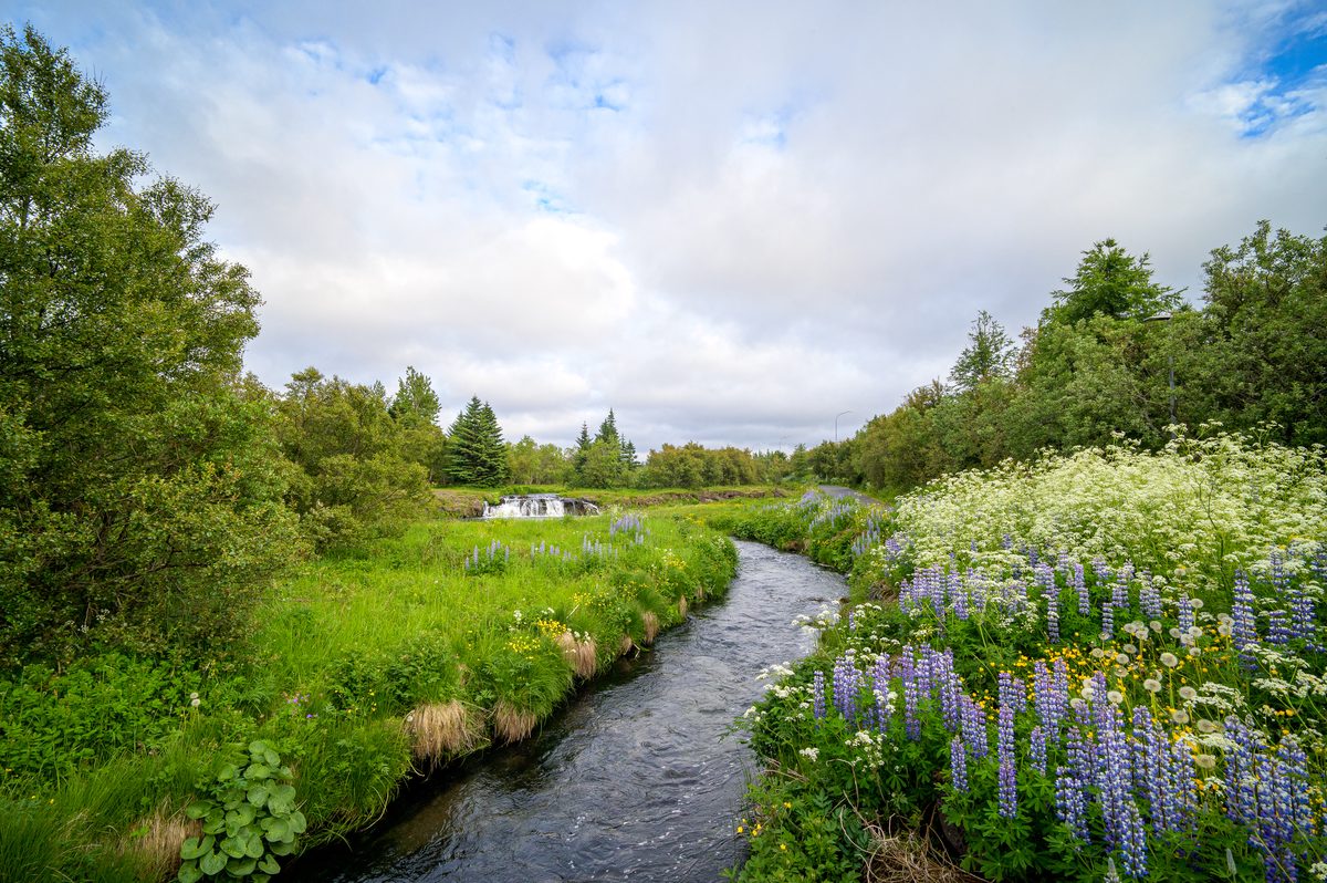 A narrow stream curves between lush green banks filled with purple lupines and white flowers, with a small waterfall farther upstream.
